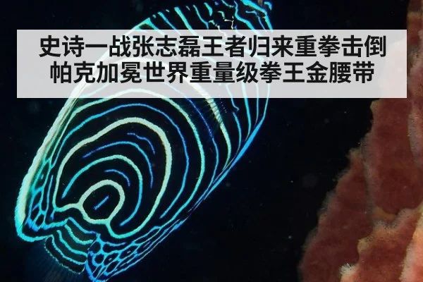 史诗一战张志磊王者归来重拳击倒帕克加冕世界重量级拳王金腰带